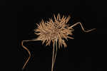 Manyspike flatsedge